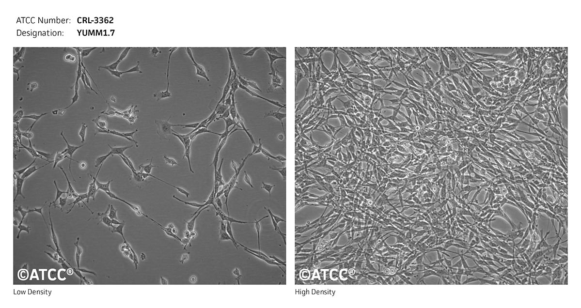Cell Micrograph of YUMM1.7 cells, ATCC CRL-3362