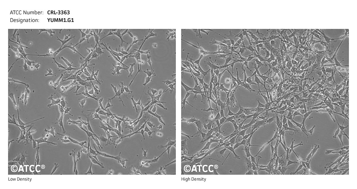 Cell Micrograph of YUMM1.G1 cells, ATCC CRL-3363