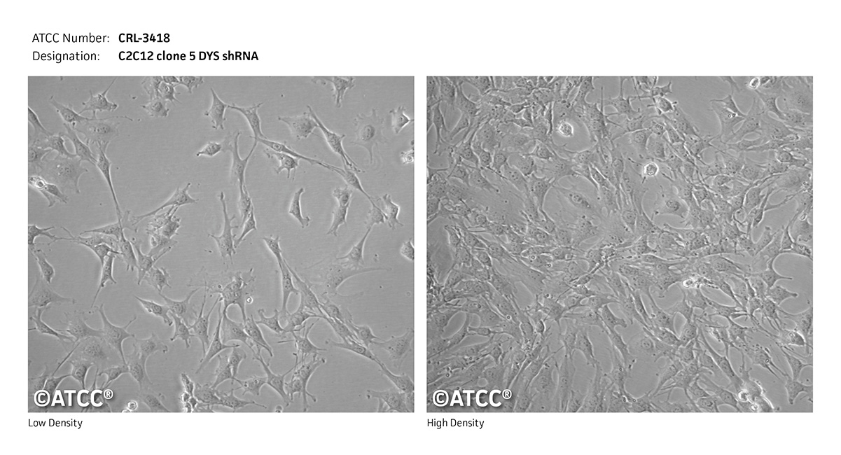 CRL-3418 Micrograph