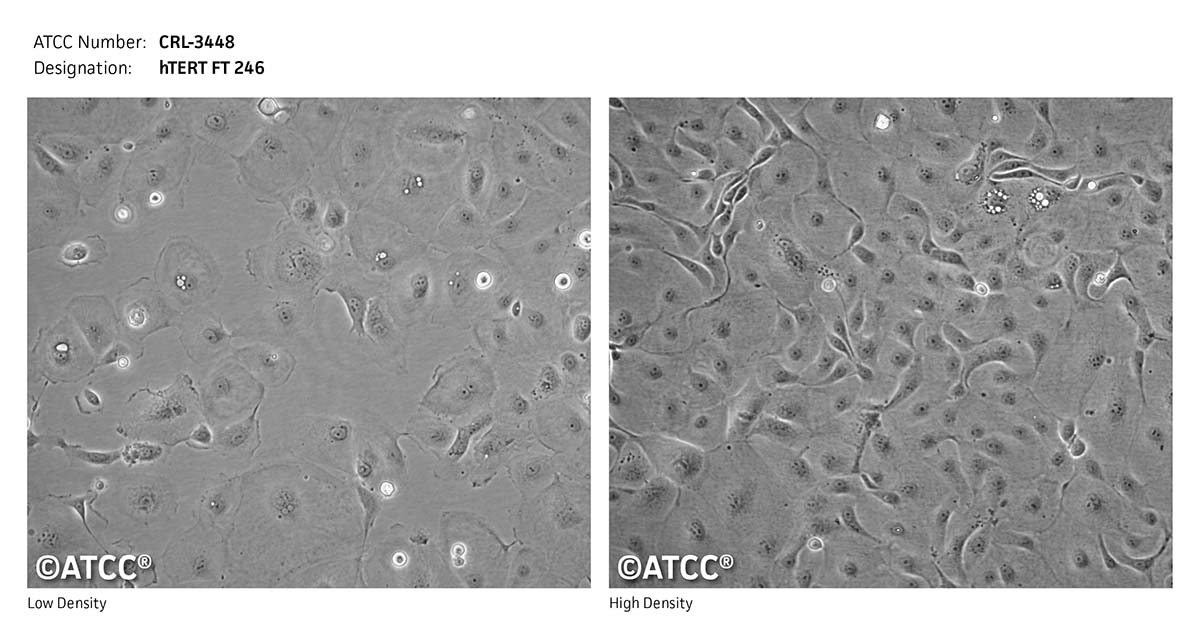 ATCC CRL-3448 Cell Micrograph