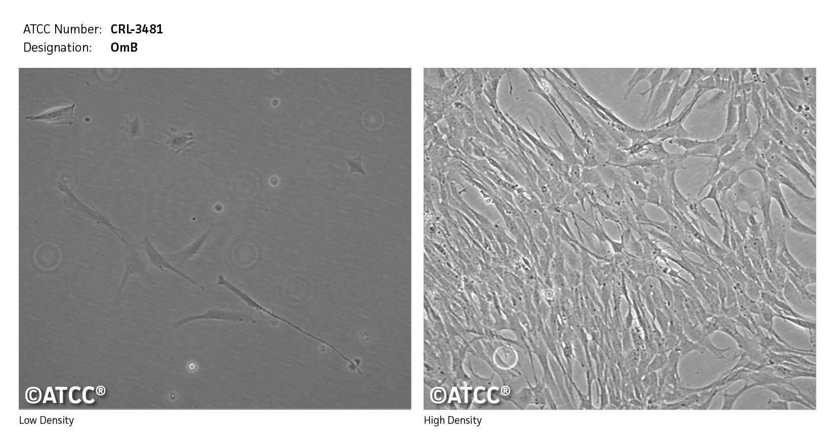 ATCC CRL-3481 Cell Micrograph
