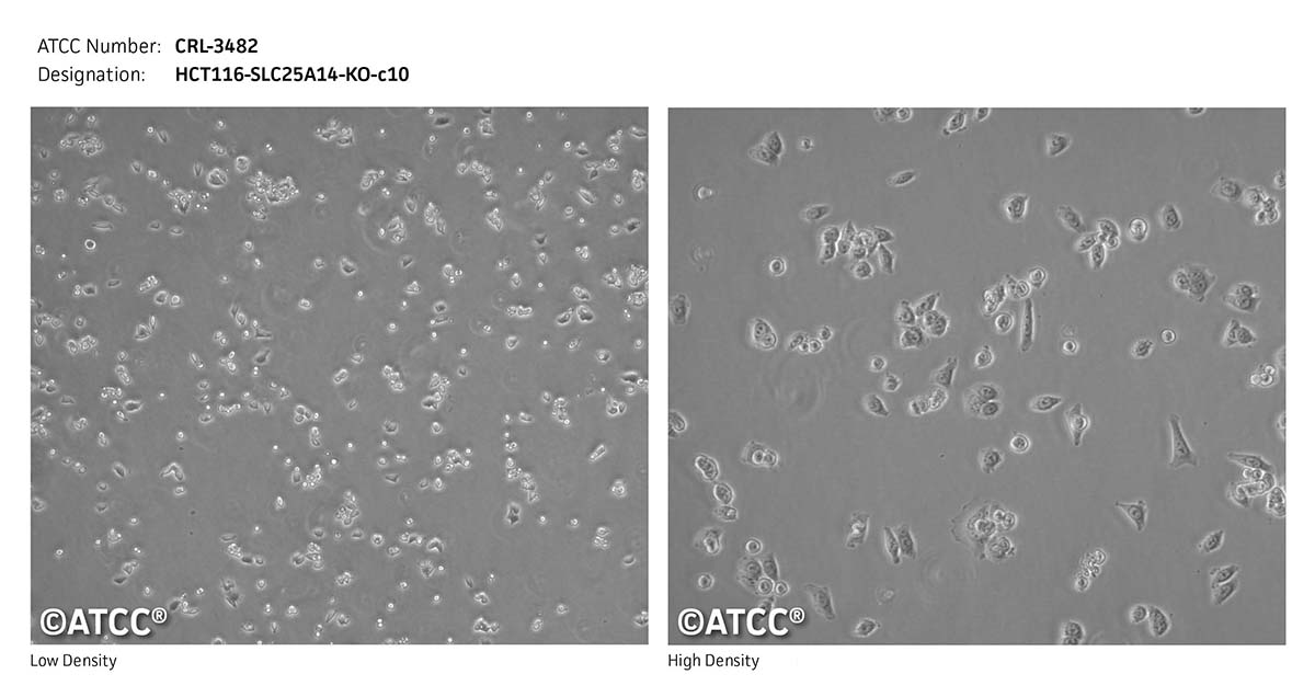 HCT116-SLC25A14-KO-c10 - CRL-3482 | ATCC