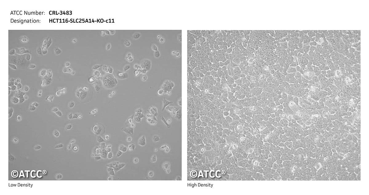 cell micrograph CRL-3483