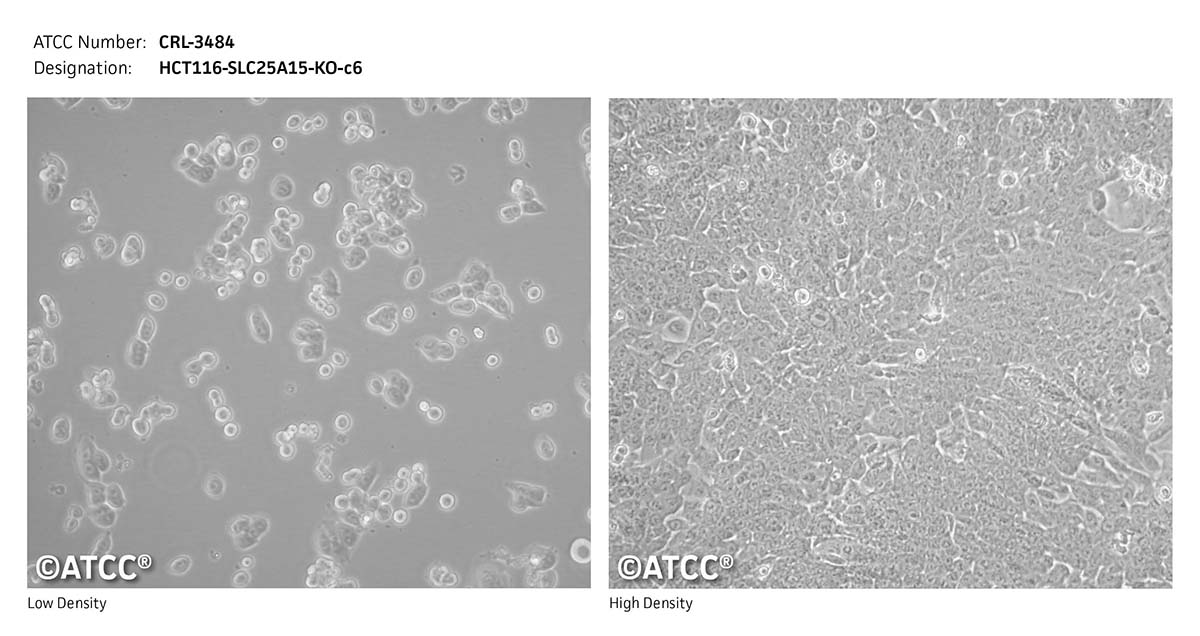 cell micrograph CRL-3484