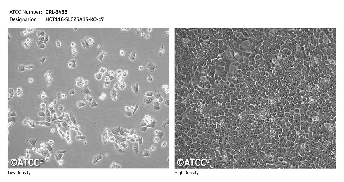 cell micrograph CRL-3485