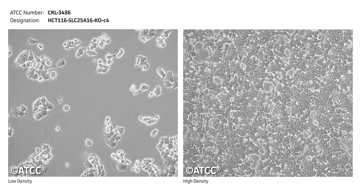 cell micrograph CRL-3486