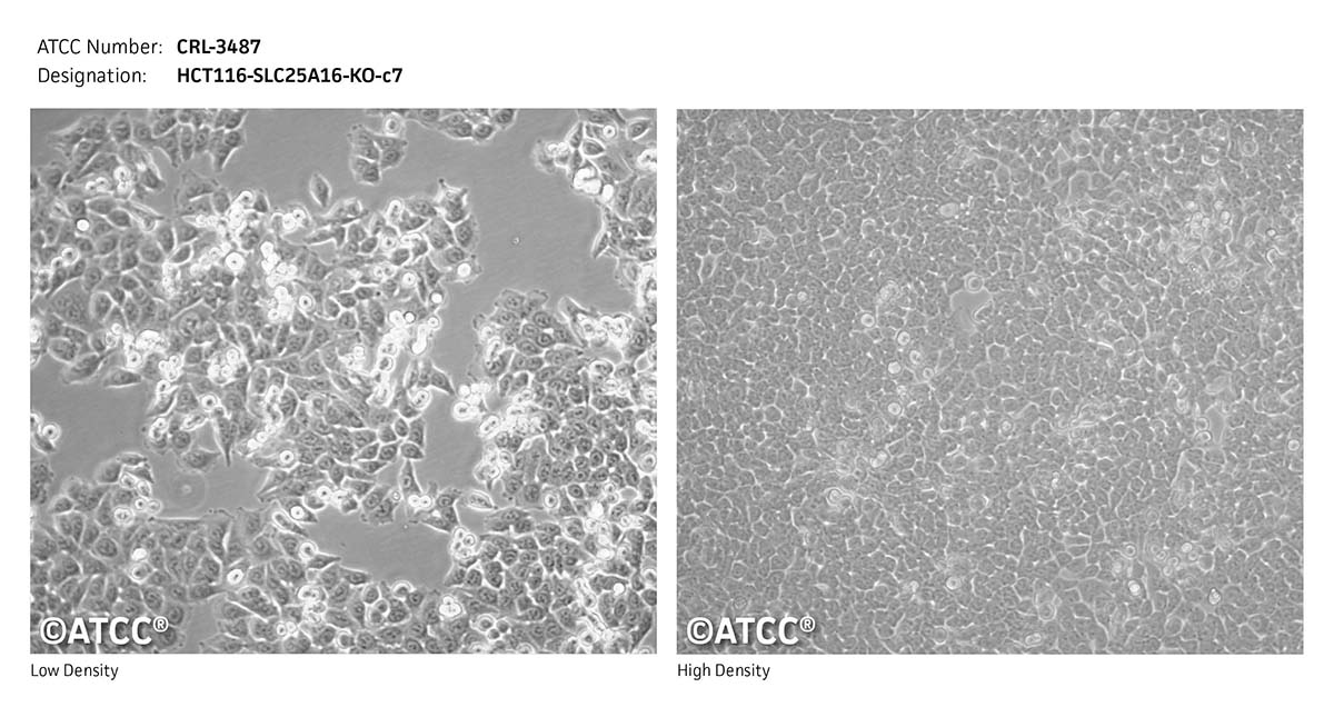 cell micrograph CRL-3487