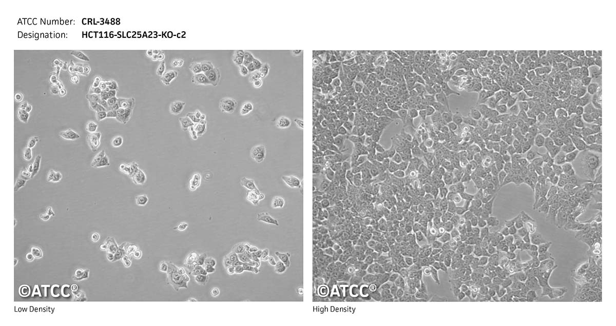 cell micrograph CRL-3488