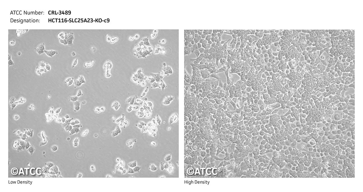 cell micrograph CRL-3489