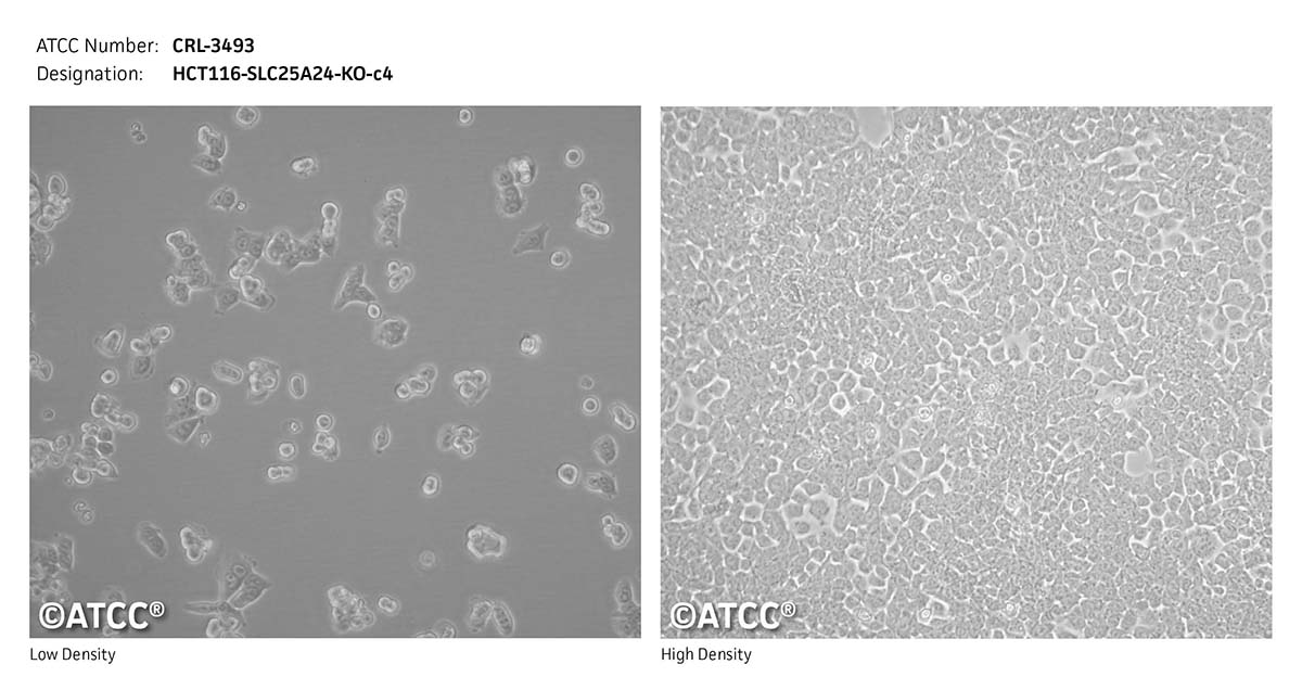 cell micrograph CRL-3493