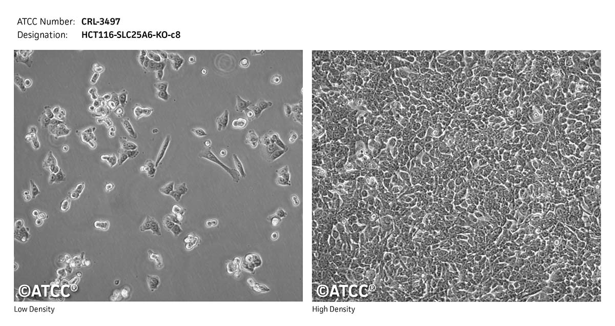 HCT116SLC25A6KOc8 CRL3497 ATCC