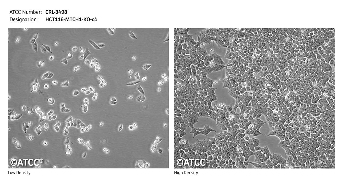 cell micrograph CRL-3498