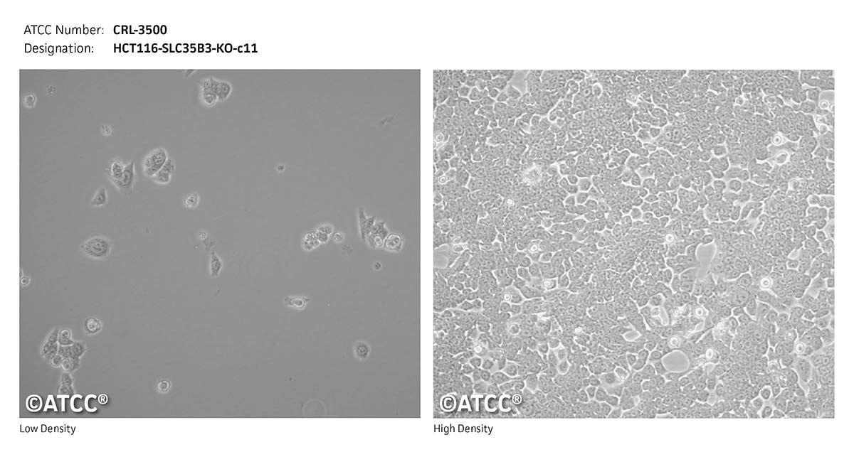 cell micrograph CRL-3500