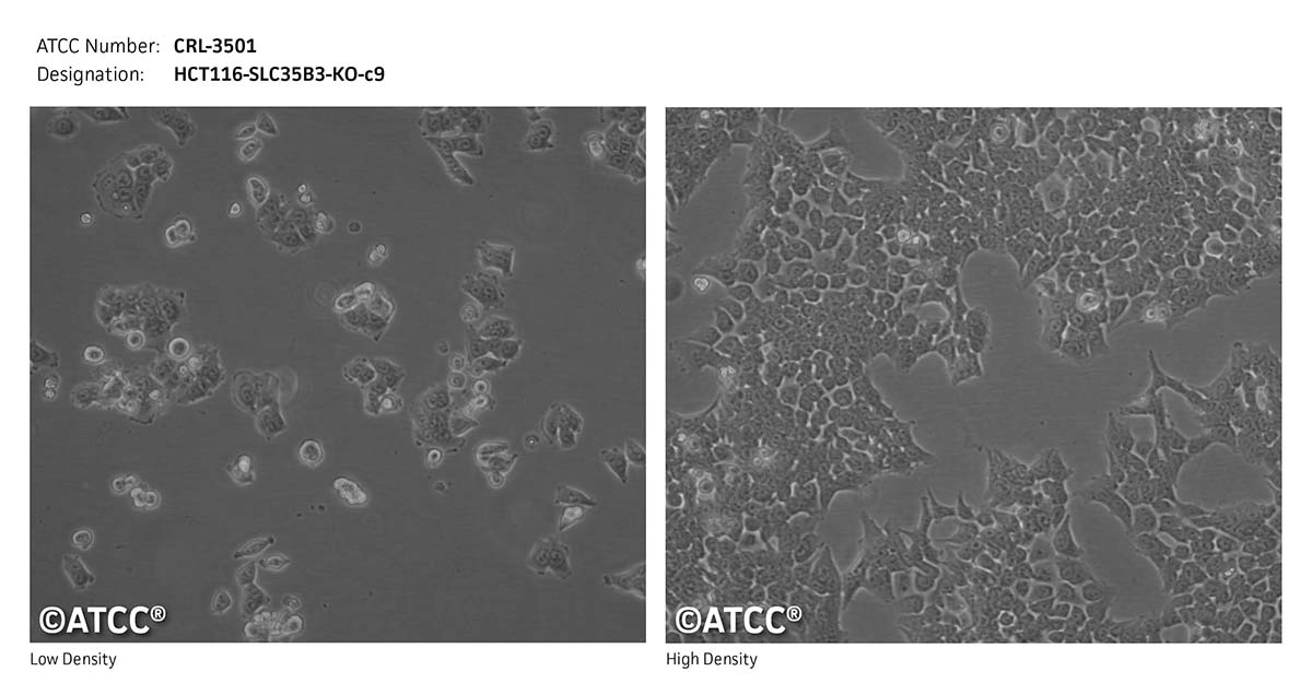 cell micrograph CRL-3501