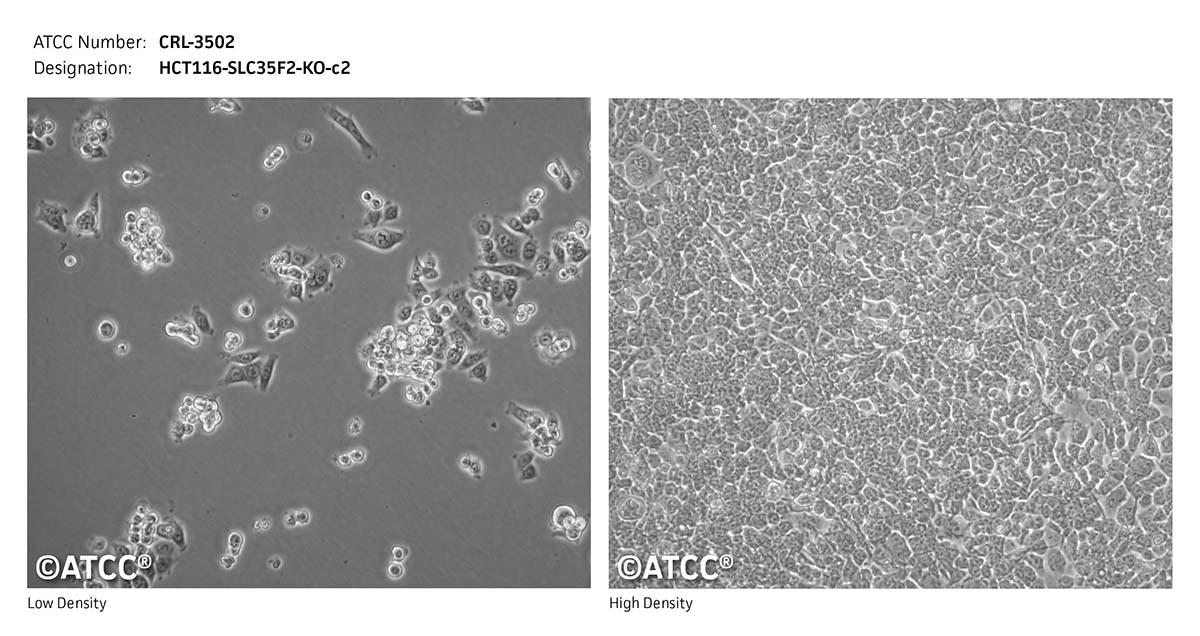 cell micrograph CRL-3502