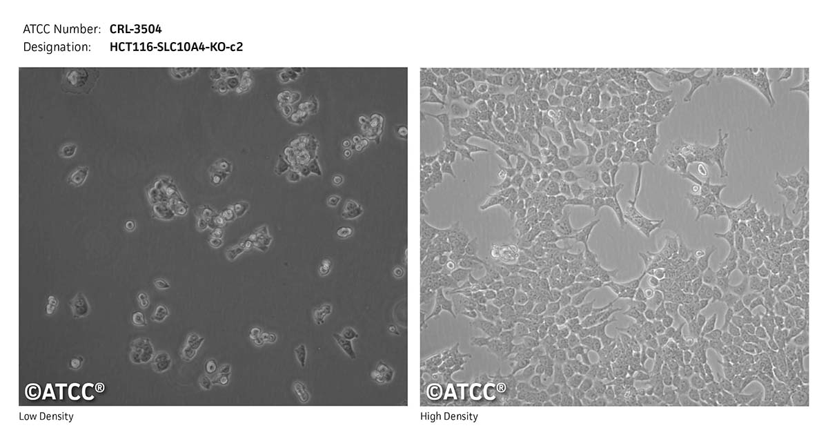 cell micrograph CRL-3504