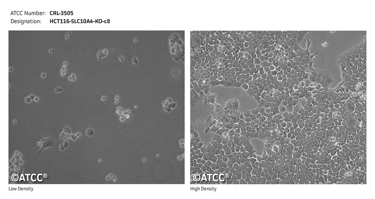 cell micrograph CRL-3505