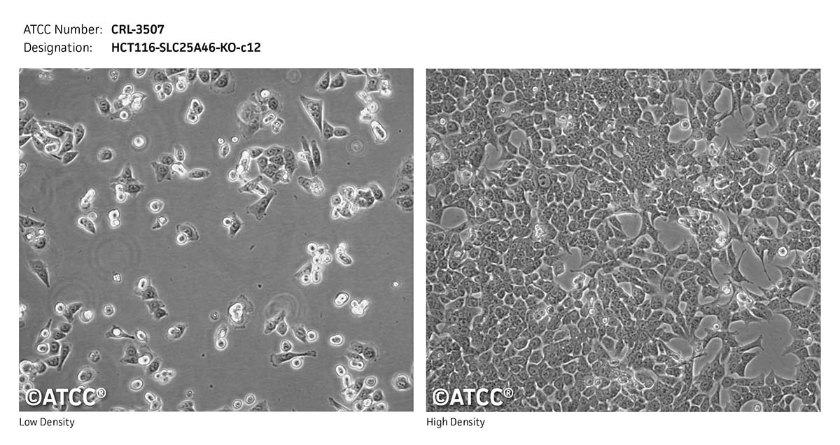 cell micrograph CRL-3507