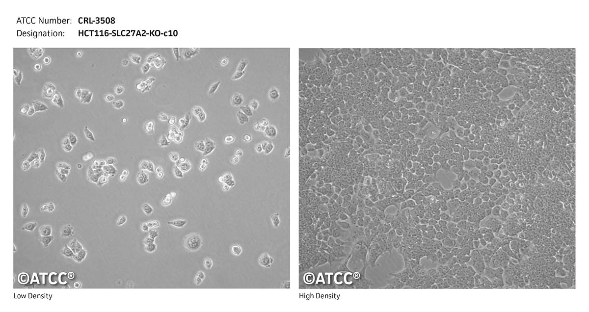 cell micrograph CRL-3508