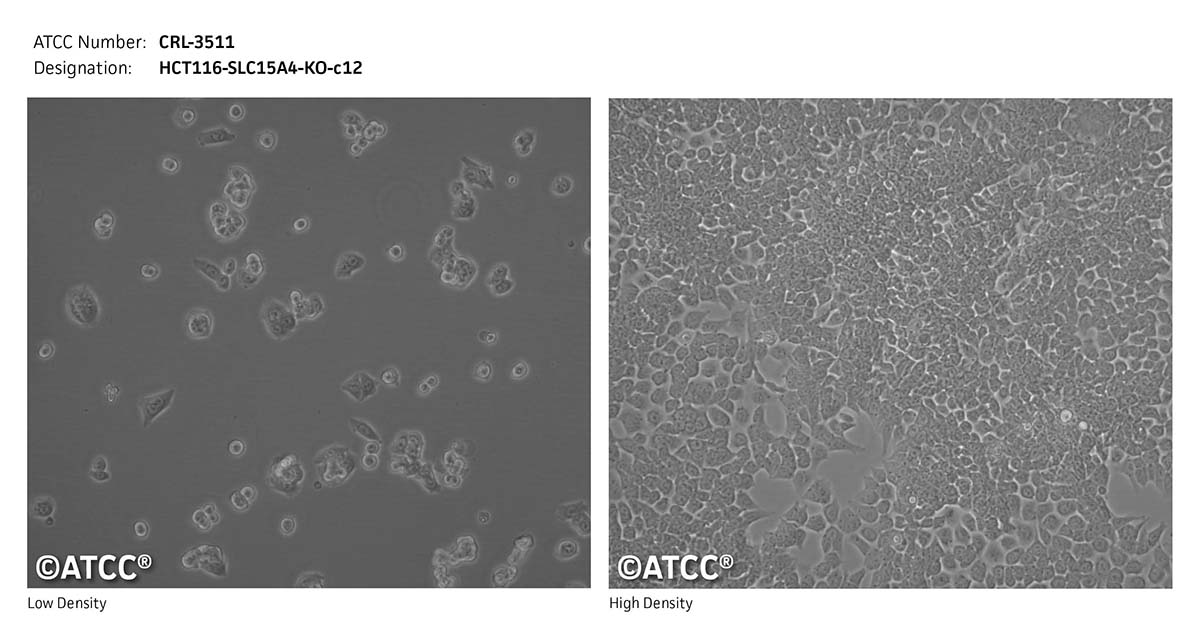 cell micrograph CRL-3511