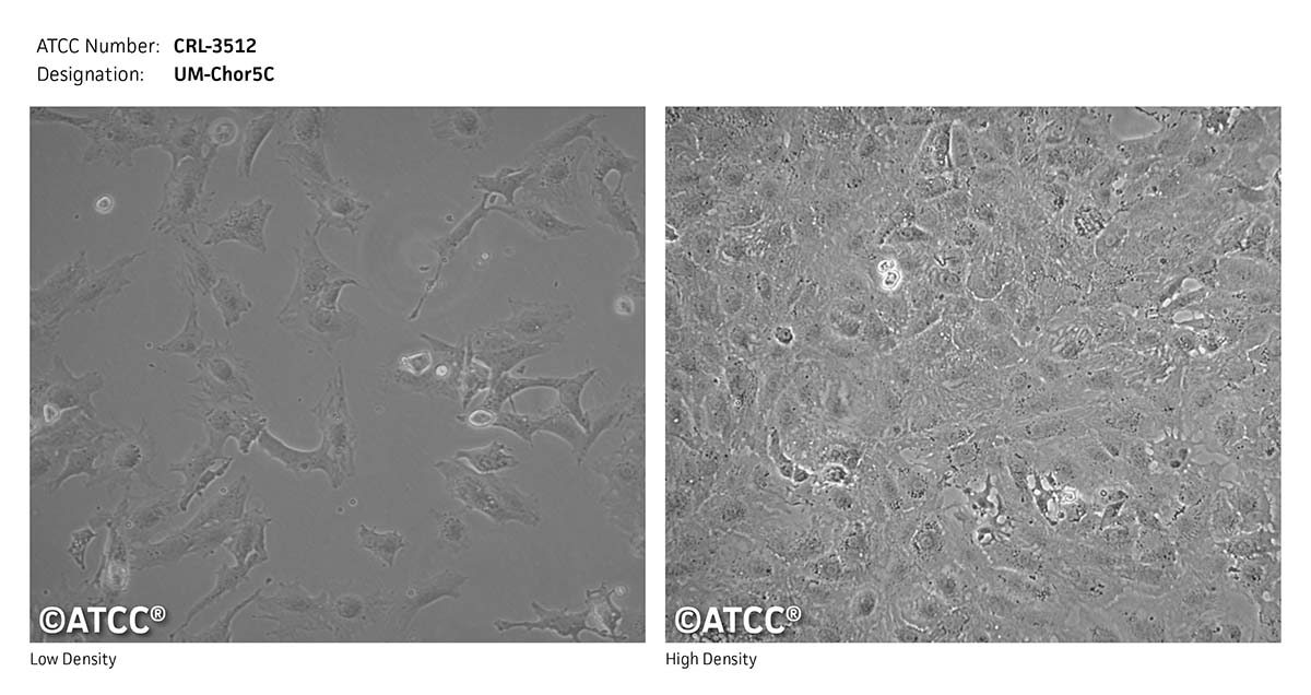 ATCC CRL-3512 Cell Micrograph