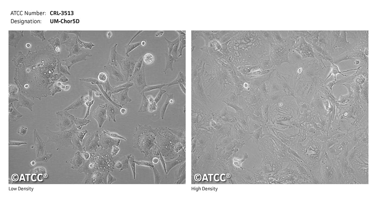 ATCC CRL-3513 Cell Micrograph