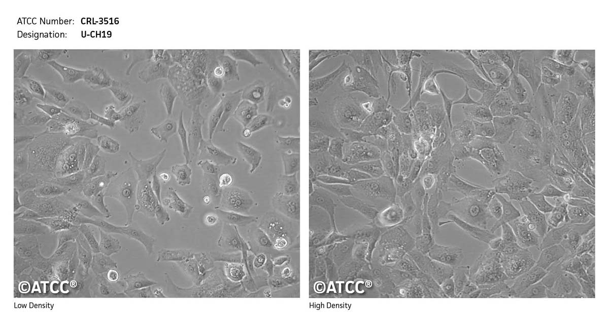 Cell Micrograph CRL-3516