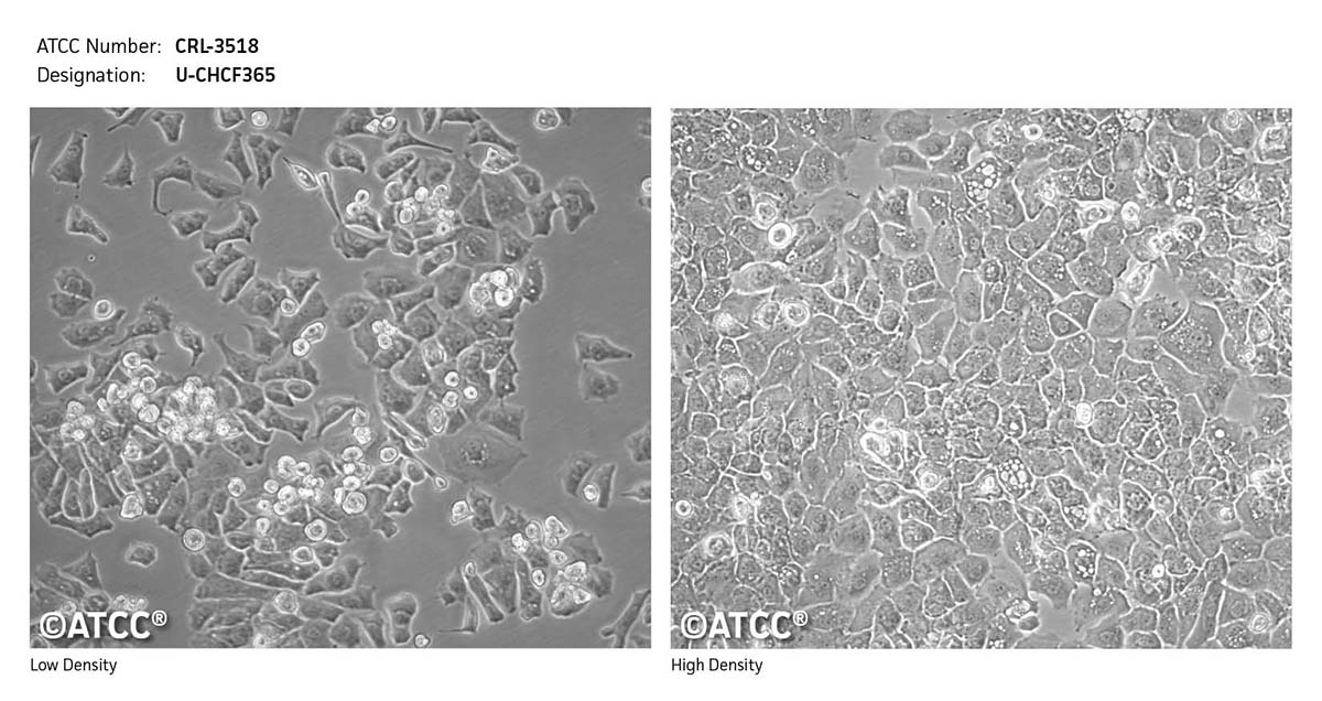 Cell Micrograph CRL-3518