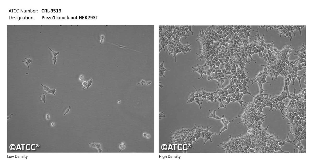 Cell micrograph of CRL-3519