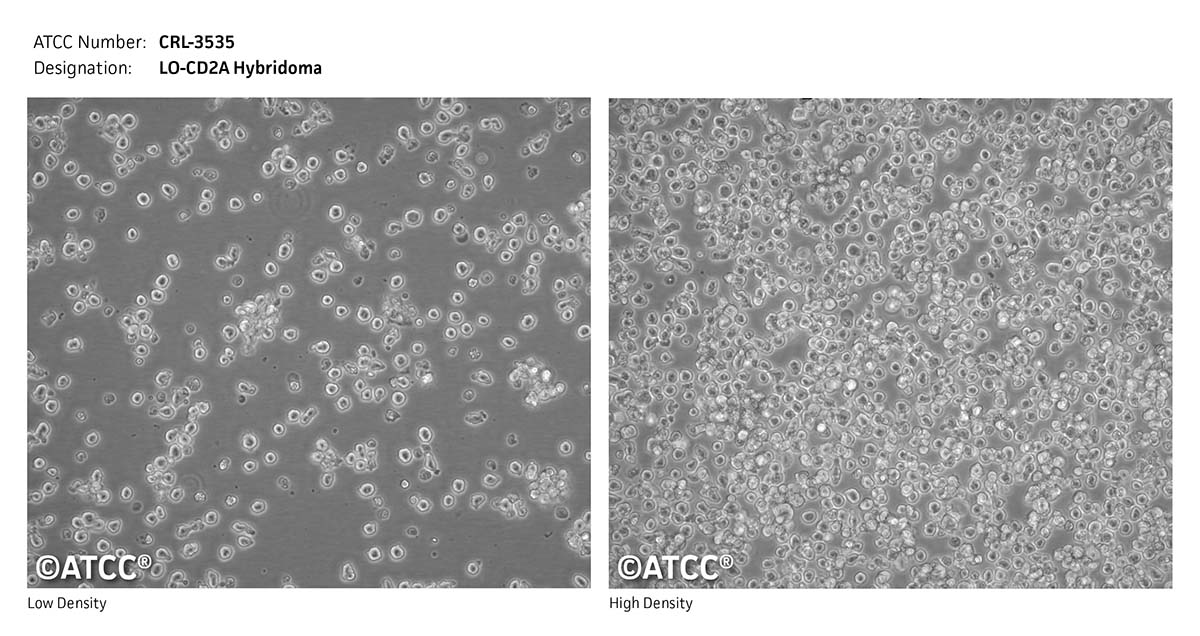 cell micrograph of CRL-3535