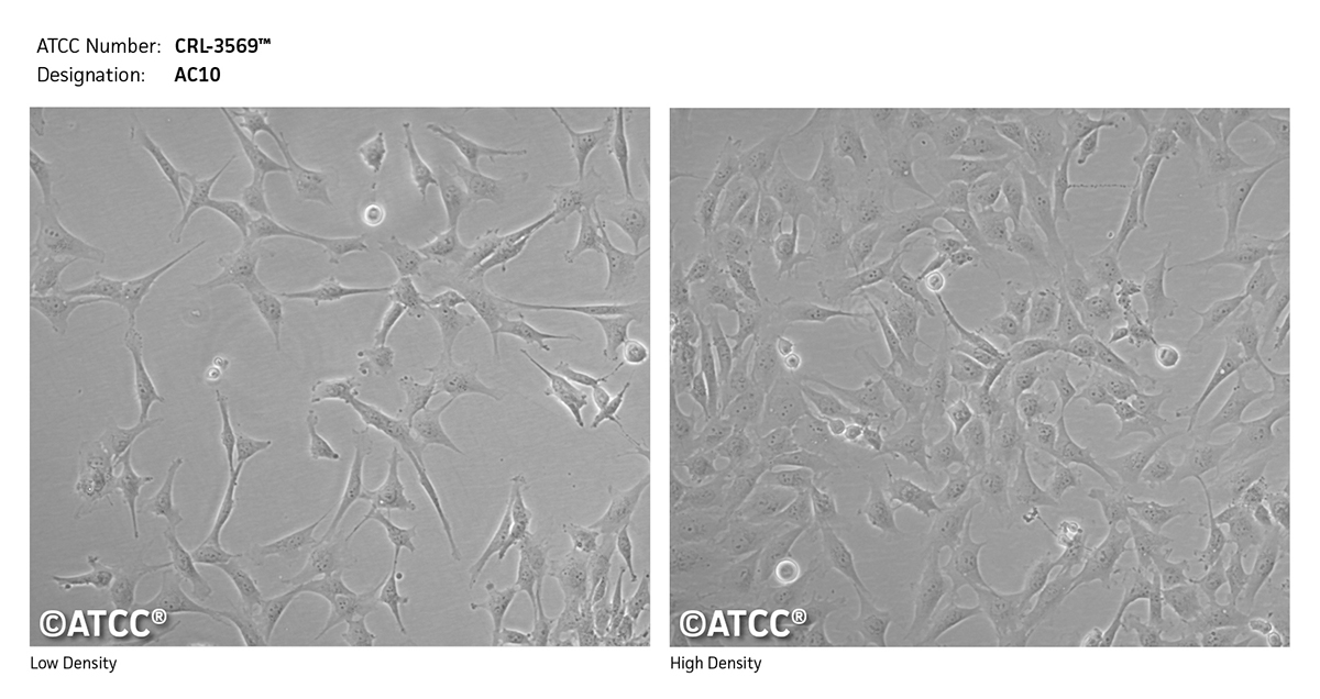 Cell micrograph of CRL-3569