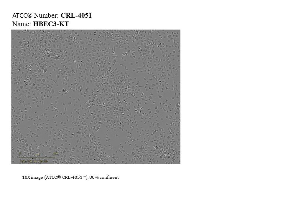 ATCC CRL-4051 Cell Micrograph