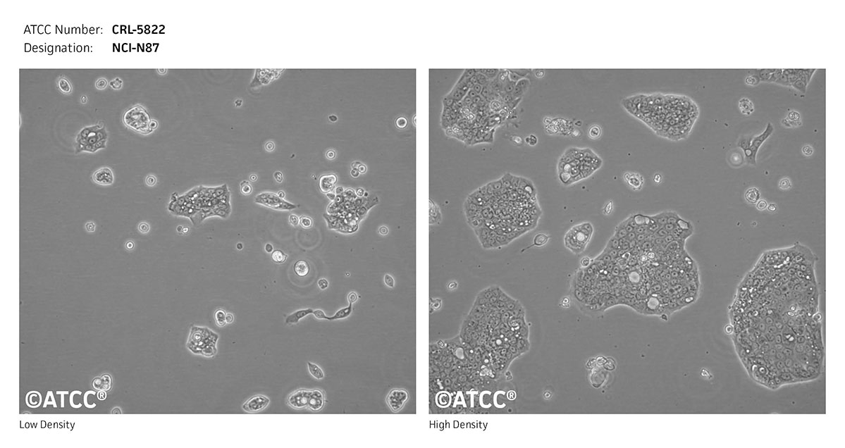 Cell micrograph