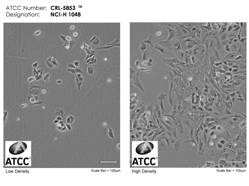 Cell Micrograph NCI-H1048, ATCC CRL-5853