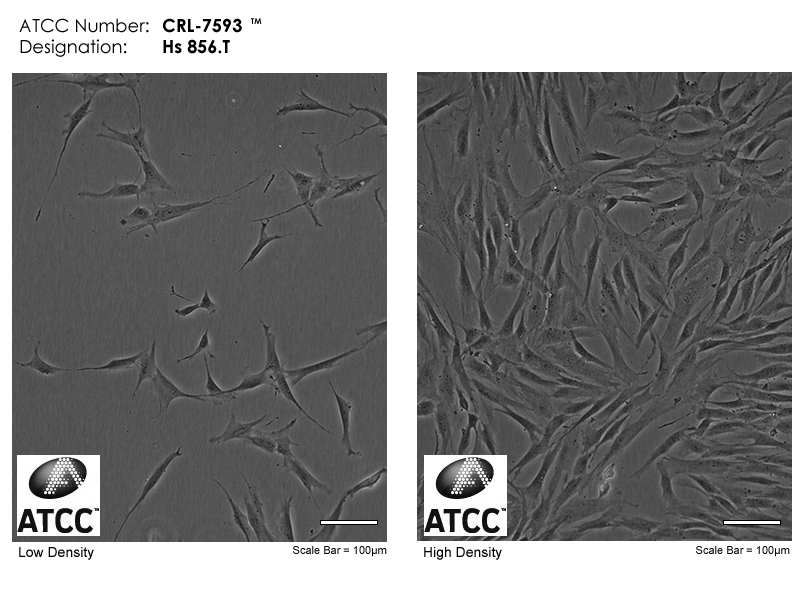 ATCC CRL-7593 Cell Micrograph