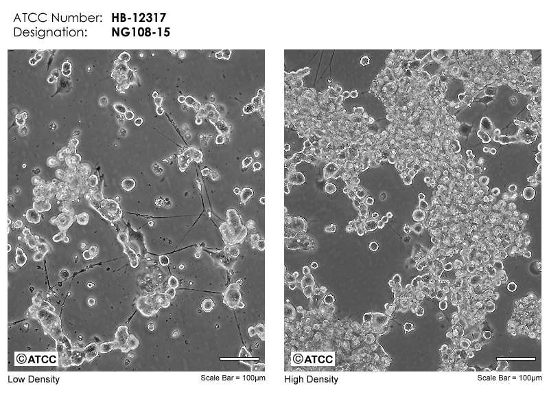 File:Neocarus spelaion (10.3897-subtbiol.27.25777) Figure 7.jpg