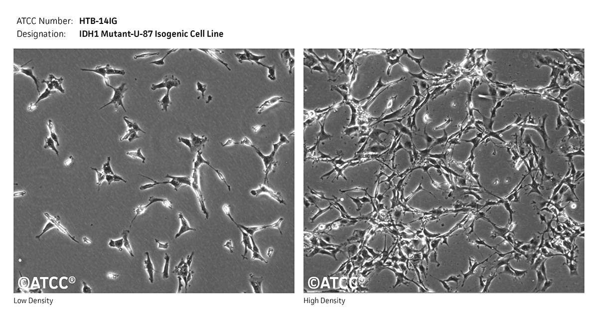 ATCC HTB-14IG, IDH1 mutant-U-87 Isogenic Cell Micrograph