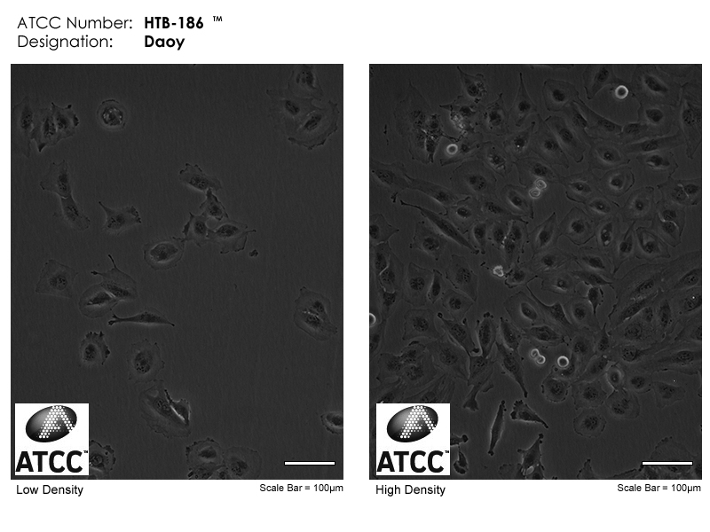 ATCC HTB-186 Cell Micrograph