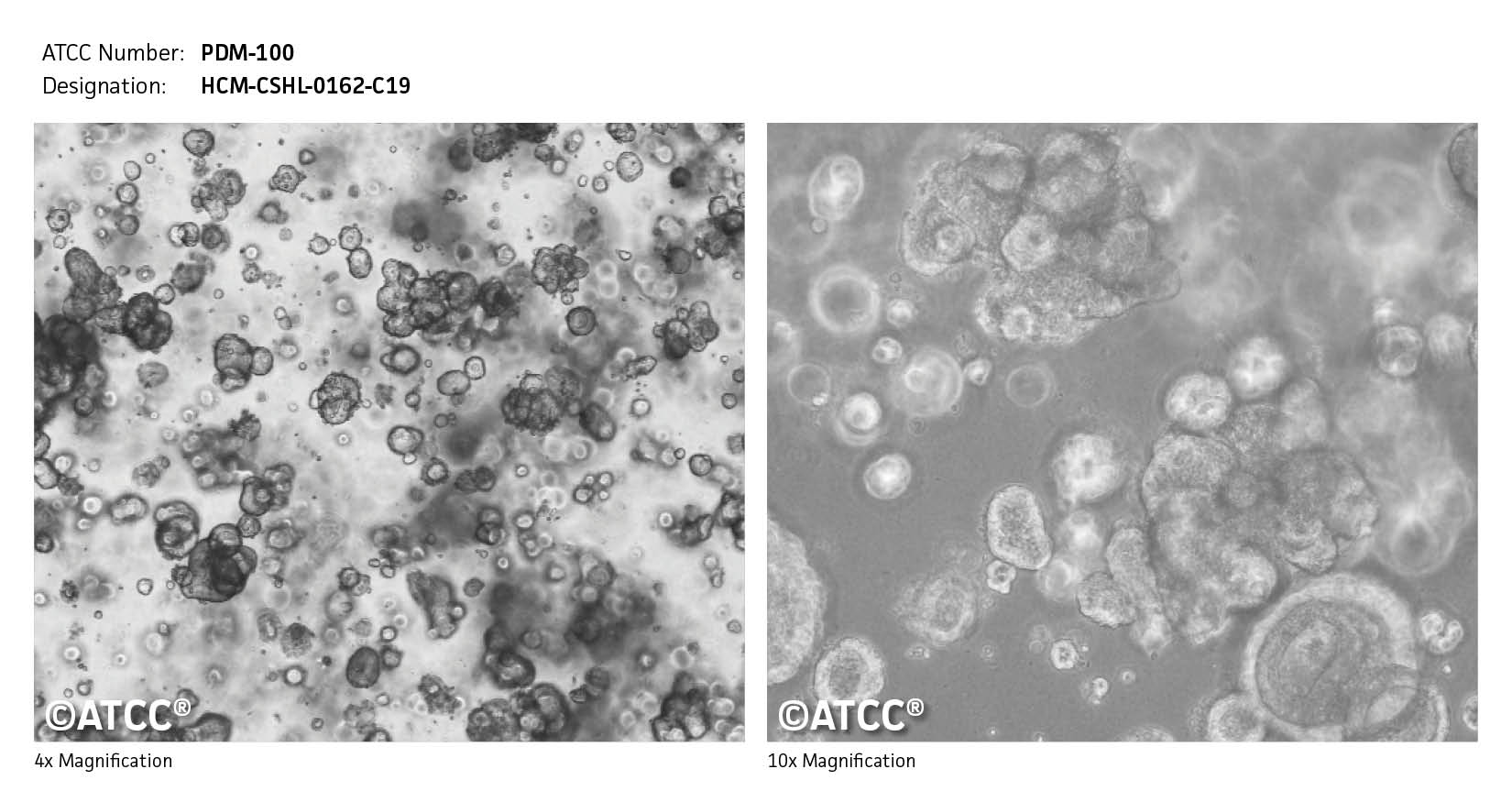 ATCC PDM-100 Cell Micrograph