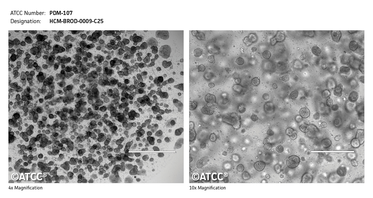 PDM-107 Micrograph