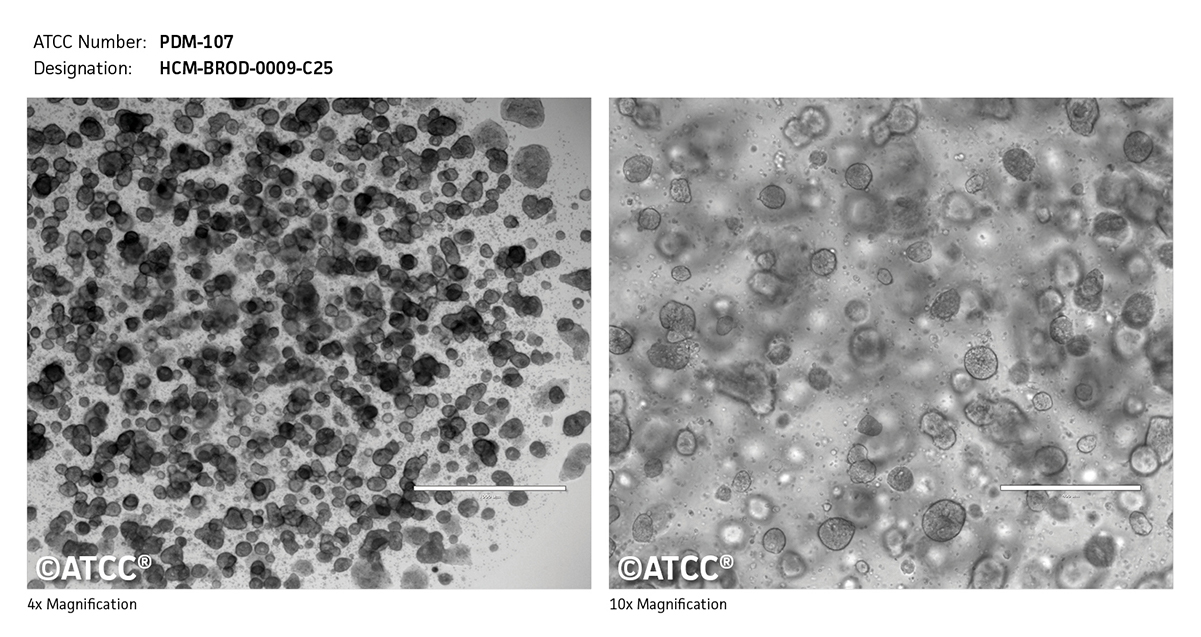 PDM-107 Micrograph