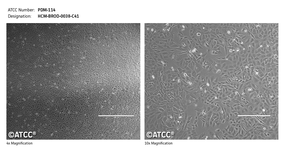 PDM-114 micrograph