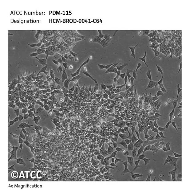 Cell micrograph PDM-115