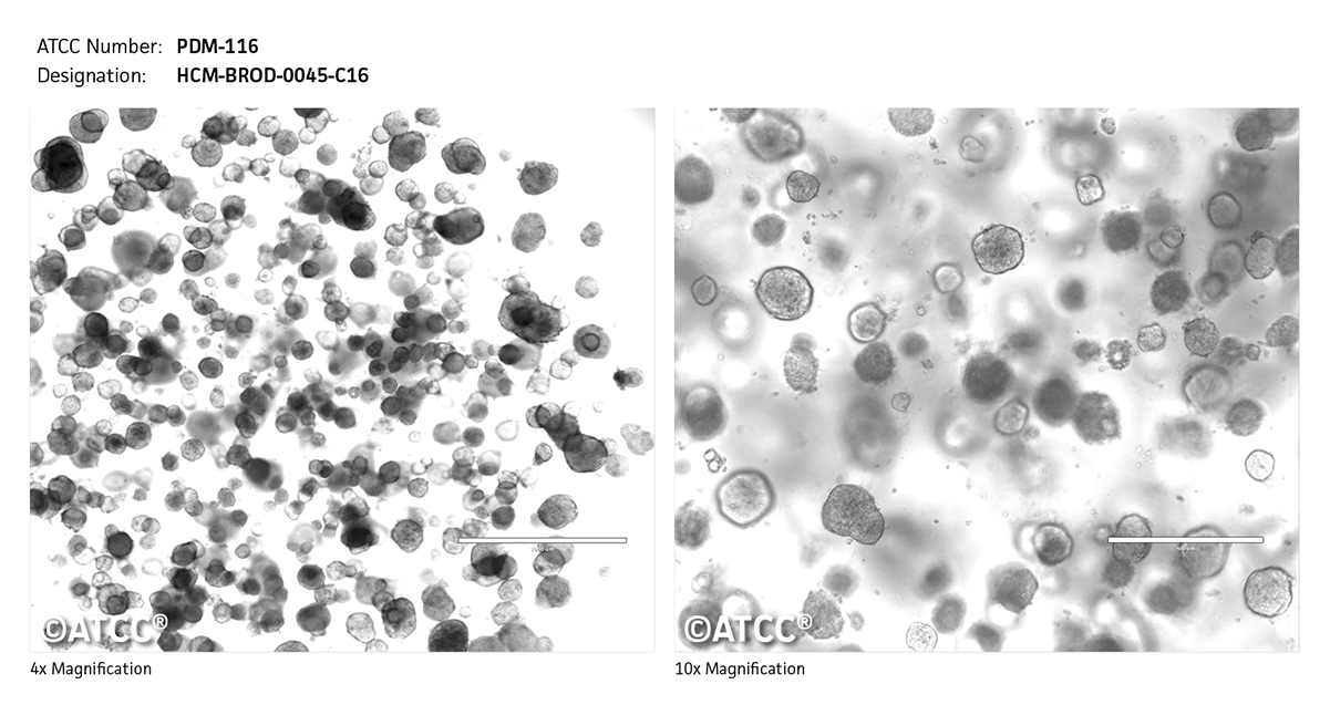 PDM-116 Micrograph