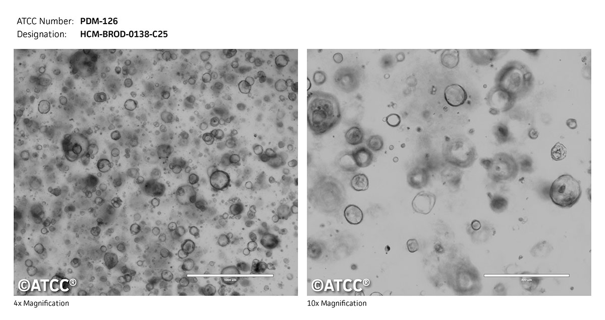 Micrograph PDM-126