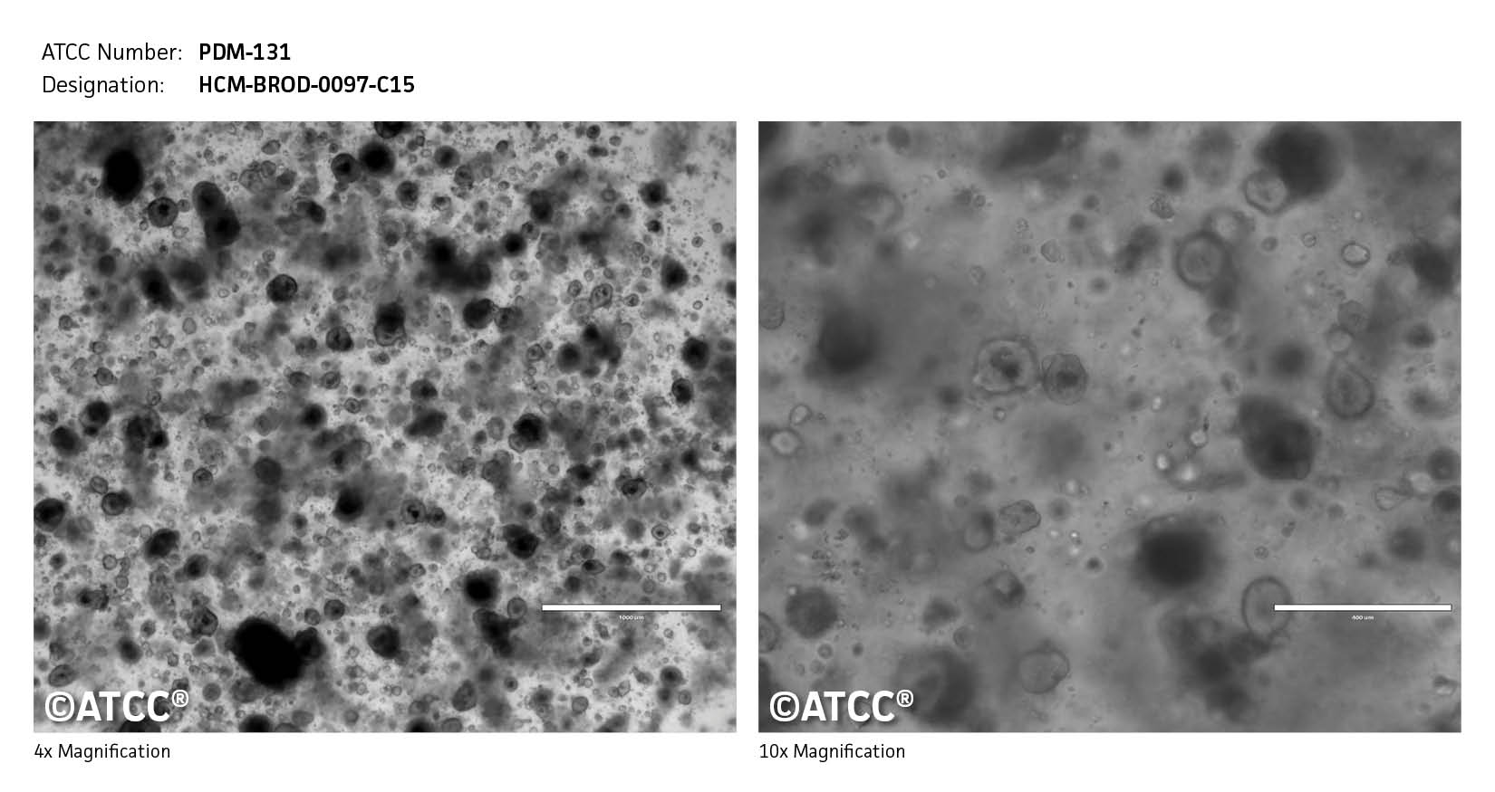 ATCC PDM-131 Cell Micrograph