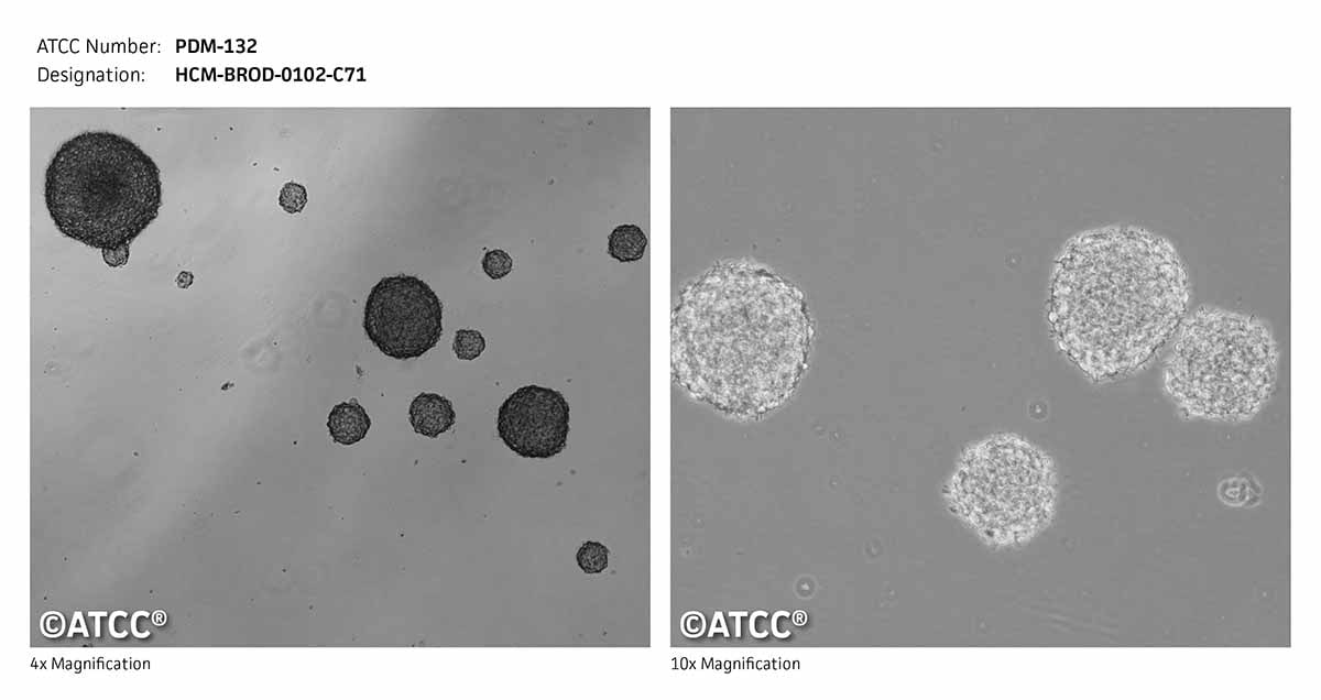 ATCC PDM-132 Cell Micrograph