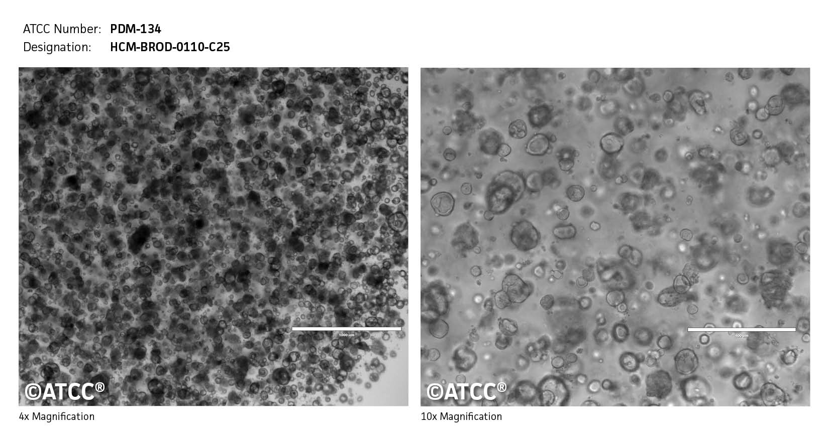 cell micrograph PDM-134