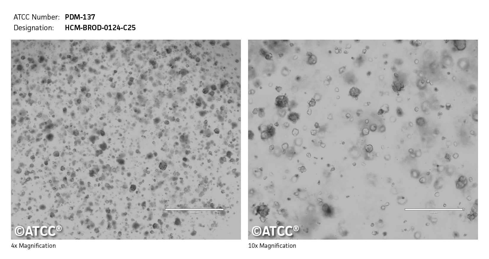 ATCC PDM-137 Cell Micrograph