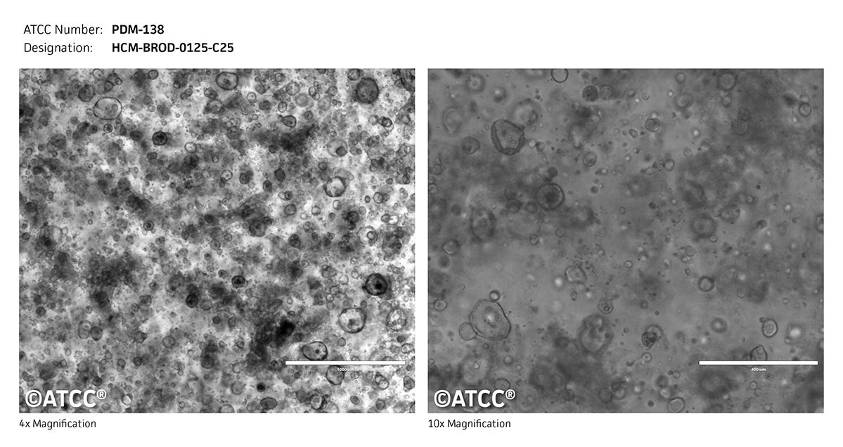 Micrograph PDM-138
